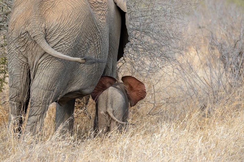 Wildlife Safari